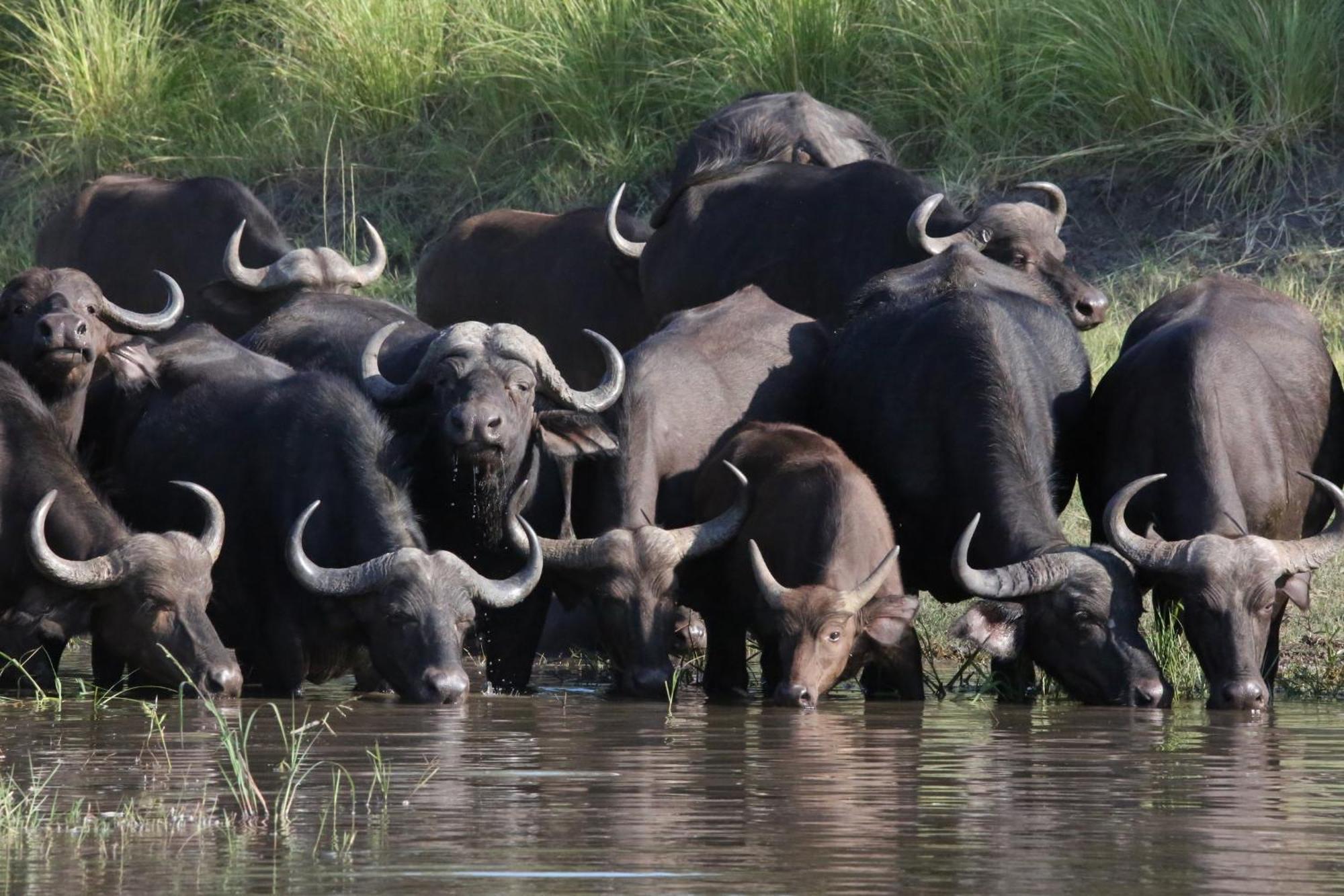 利文斯顿Zambezi Dusk别墅 外观 照片