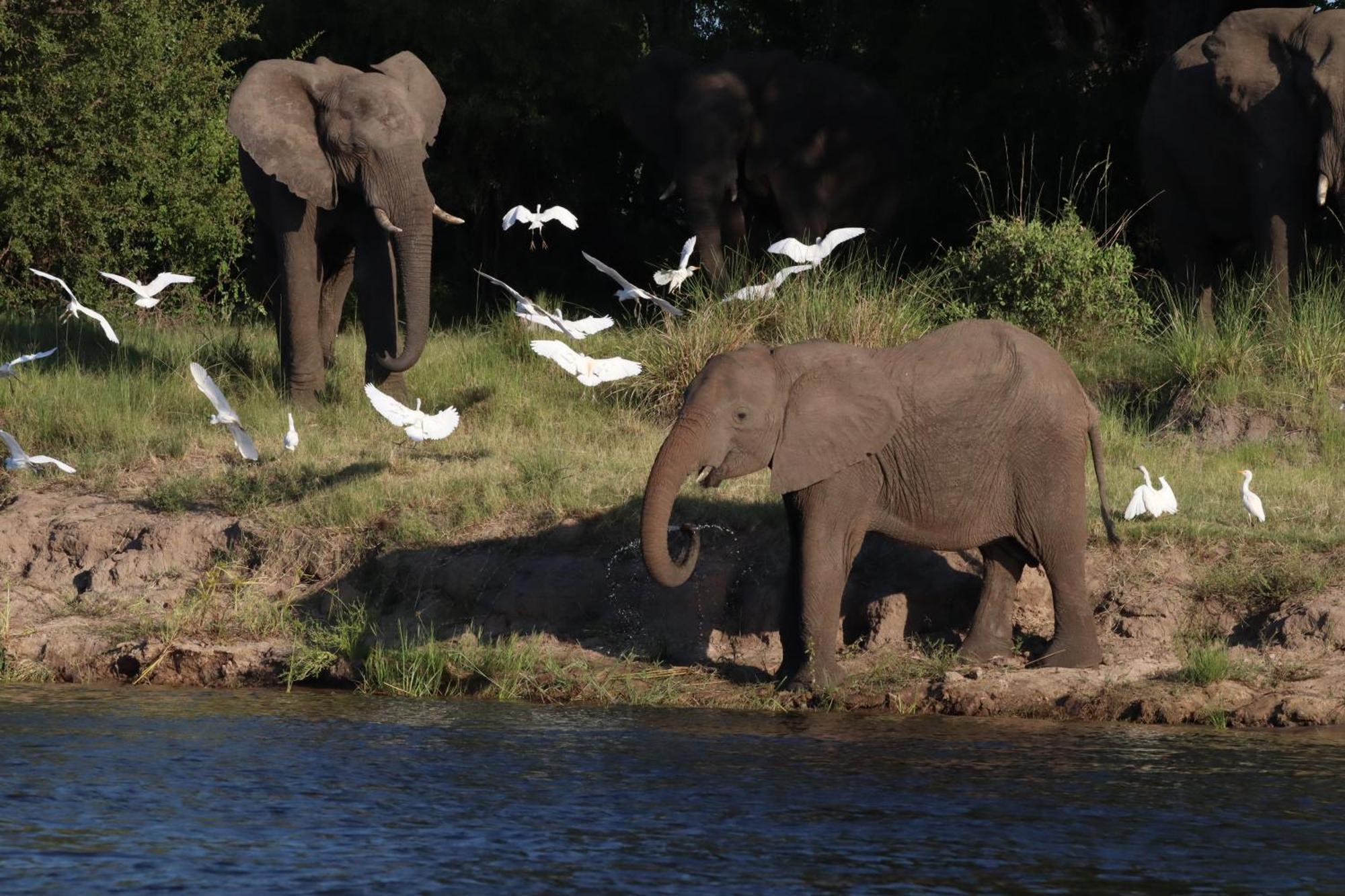 利文斯顿Zambezi Dusk别墅 外观 照片