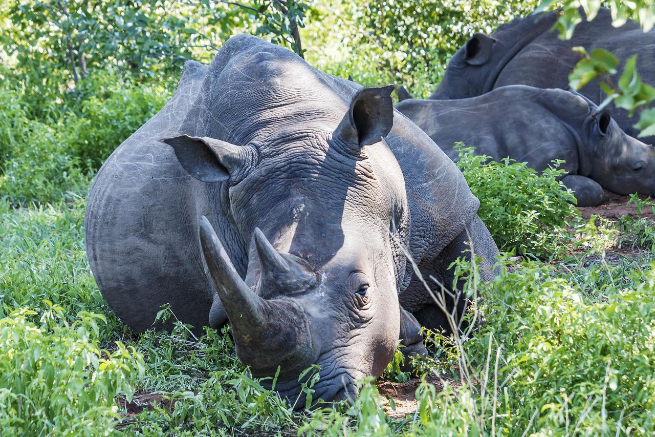 利文斯顿Zambezi Dusk别墅 客房 照片